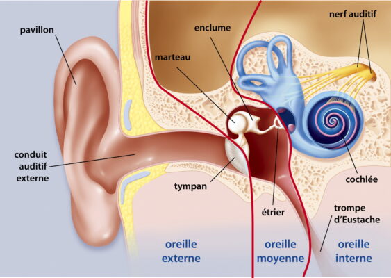 Các bệnh lý khác liên quan đến thính giác