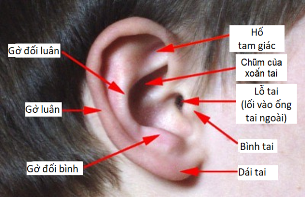 Các phần của vành tai