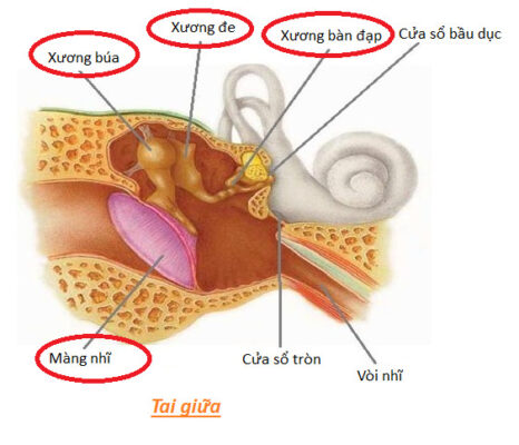Tai giữa