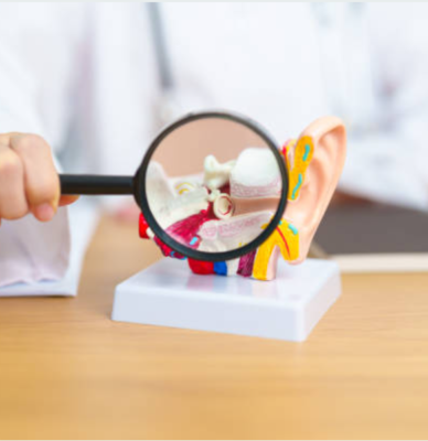 Cơ chế hoạt động của thính giác