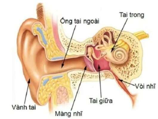 Tình trạng ù tai có liên quan đến ống Eustache, tai giữa và tai trong