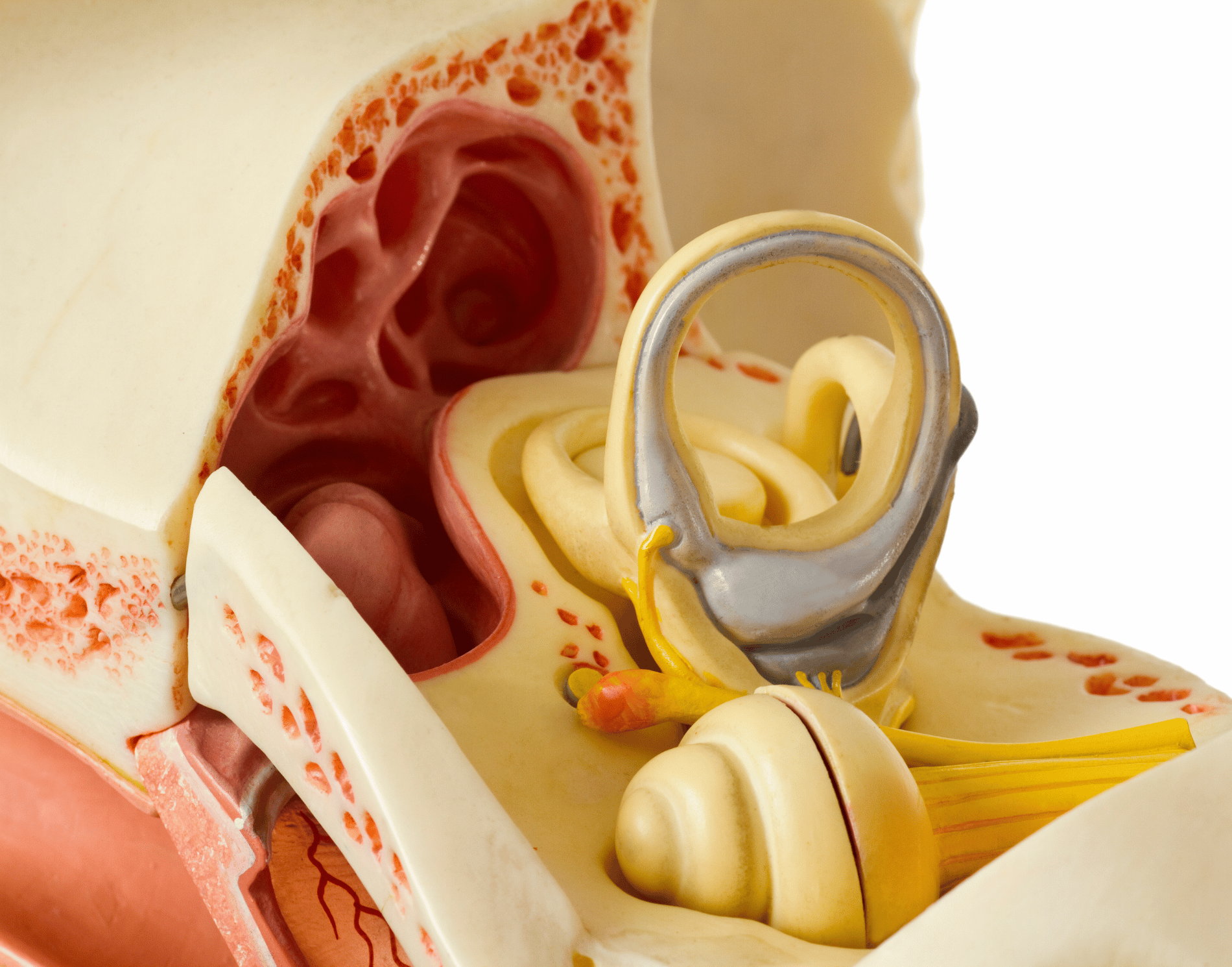 Câu trúc giải phẫu tai