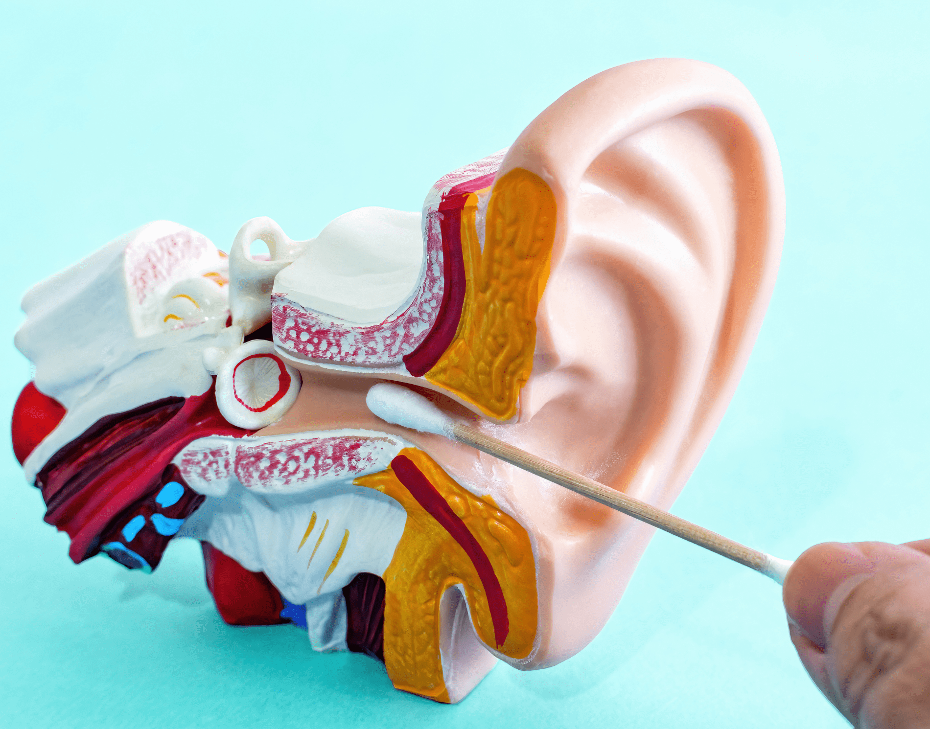 Hiểu rõ cấu tạo tai giữa