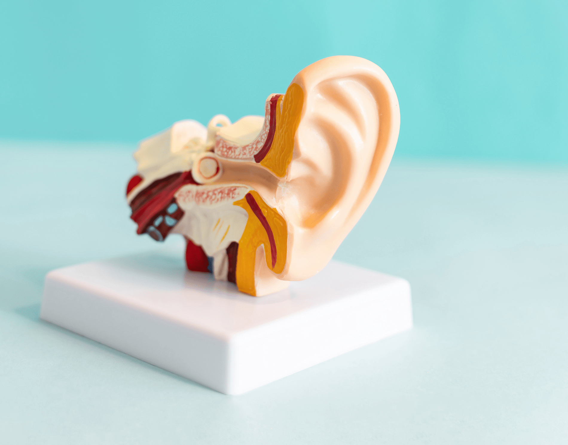 Khám phá cấu tạo tai trong